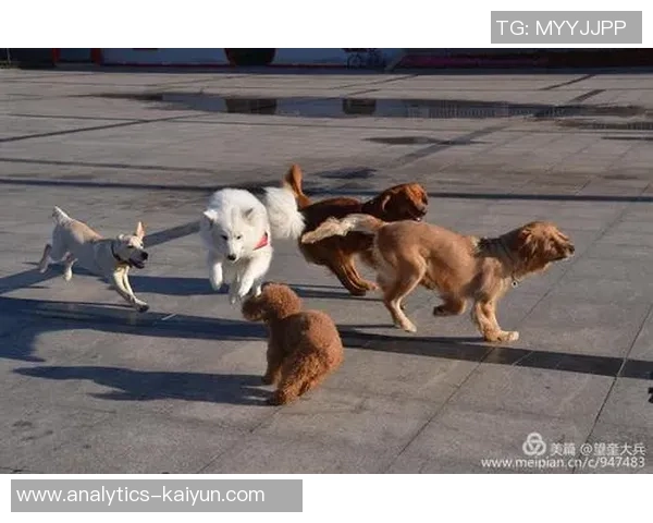 探索QQ宠物足球的乐趣与策略，打造最强宠物足球队